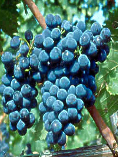 Sangiovese CDO-6