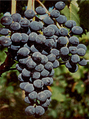 Sangiovese CDO-4